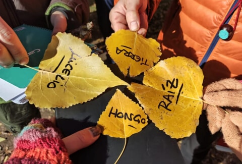 Formación educacion en la naturaleza